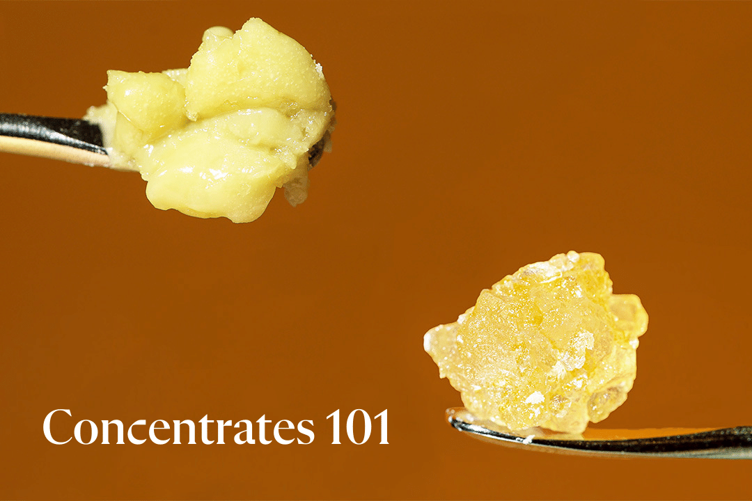 Solvent vs Solventless Concentrates Featured Image