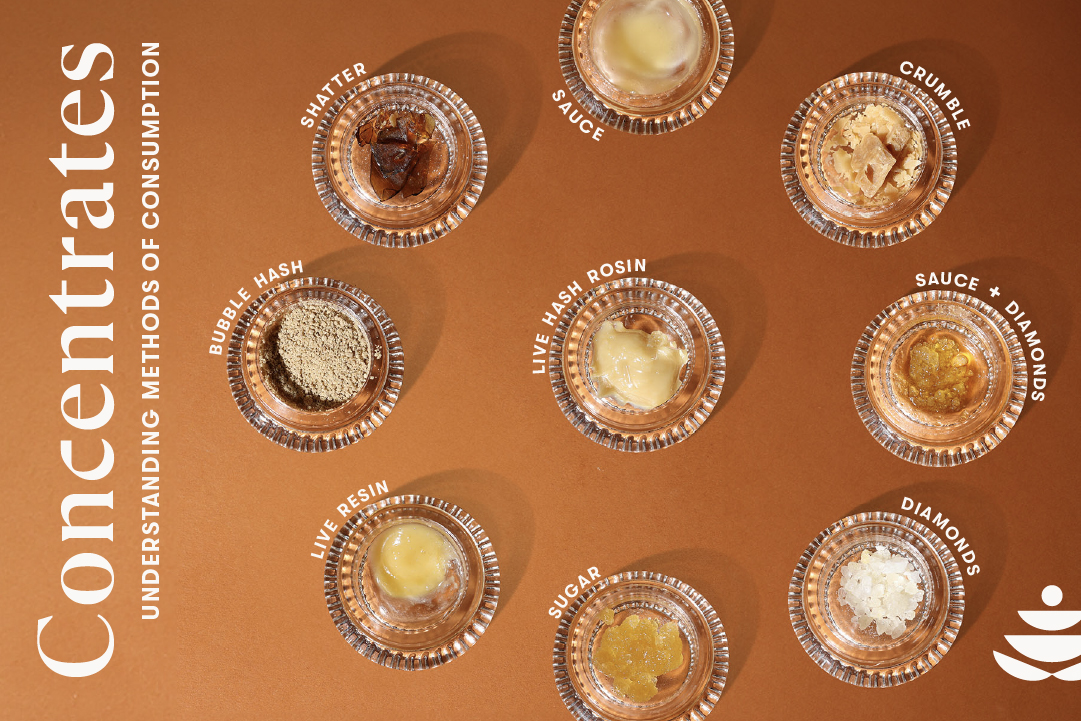 Cannabis Concentrates 101 Featured Image