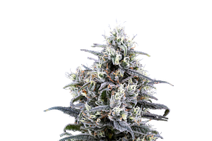 Blue Dream
